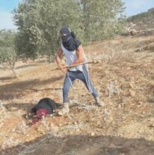 مستوطن يعتدي على مسنة فلسطينية بالهراوة خلال قطفها ثمار الزيتون في بلدة ترمسعيا برام الله - تشرين الأول 2025